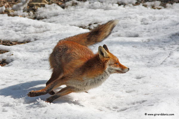 Photo Renard_9 (Renard roux -Vulpes vulpes - Red Fox)