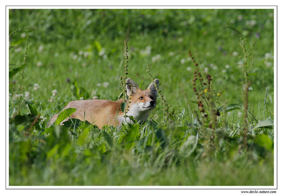 Photo Renard_41 (Renard roux -Vulpes vulpes - Red Fox)