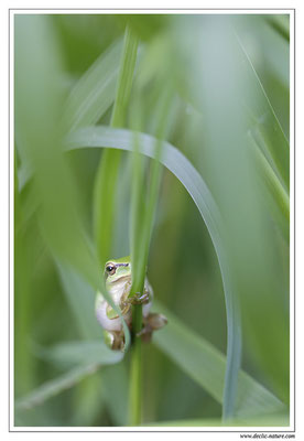 Rainette méridionale - Hyla meridionalis (Sud de la France)