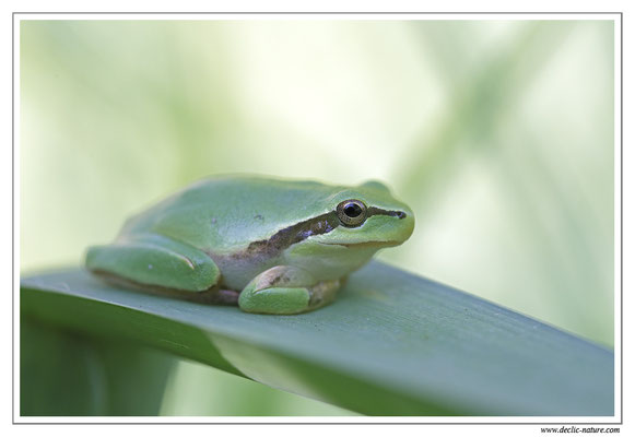 Rainette méridionale - Hyla meridionalis (Sud de la France)