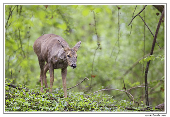 Photo Chevreuil_65 (Chevreuil - Capreolus capreolus - Roe Deer)