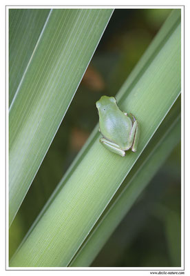 Rainette méridionale - Hyla meridionalis (Sud de la France)