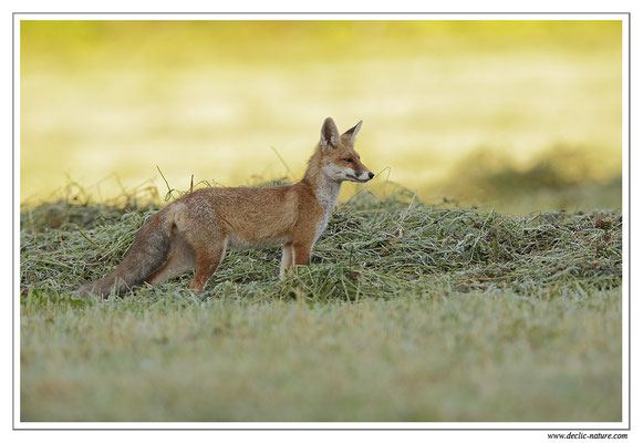 Photo Renard_69 (Renard roux -Vulpes vulpes - Red Fox)