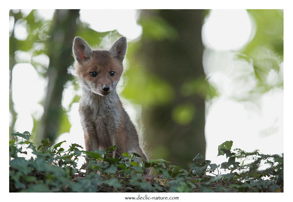 Photo Renard_133 (Renard roux -Vulpes vulpes - Red Fox)