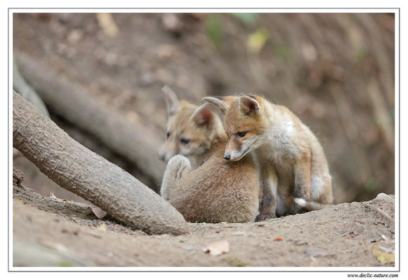 Photo Renard_89 (Renard roux -Vulpes vulpes - Red Fox)