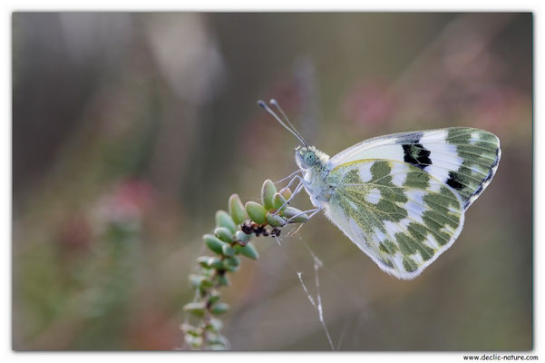 Marbré de vert - Pontia daplidice (1)