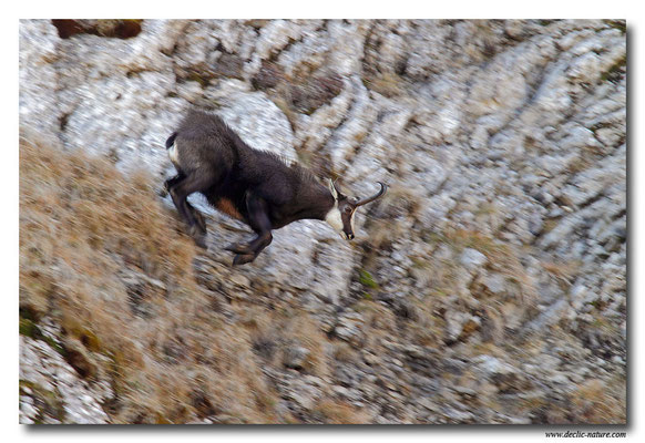 Photo Chamois_21 (Chamois - Rupicapra rupicapra )