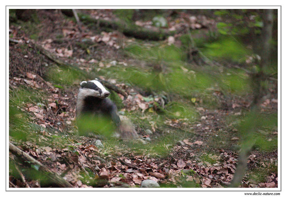 Photo_Blaireau_7 (Blaireaux - Meles meles - Eurasian Badger)