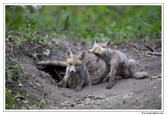 Photo Renard_27 (Renard roux -Vulpes vulpes - Red Fox)