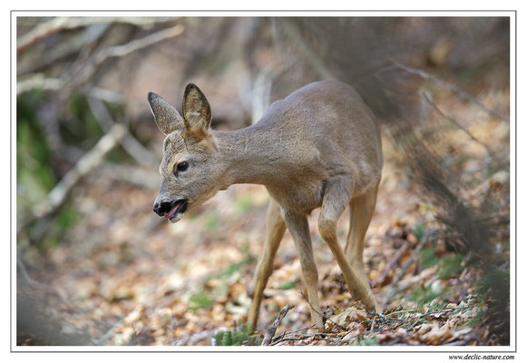 Photo Chevreuil_89 (Chevreuil - Capreolus capreolus - Roe Deer)