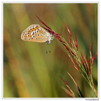 Petit argus - Plebejus argus (3)