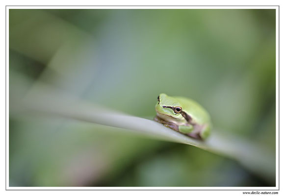 Rainette méridionale - Hyla meridionalis (Sud de la France)