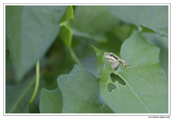 Rainette méridionale - Hyla meridionalis (Sud de la France)