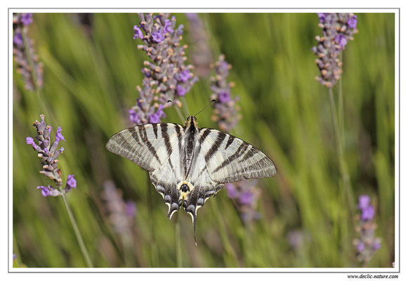 Flambé - Iphiclides podalirius dans la Drome (10)