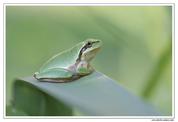 Rainette méridionale - Hyla meridionalis (Sud de la France)