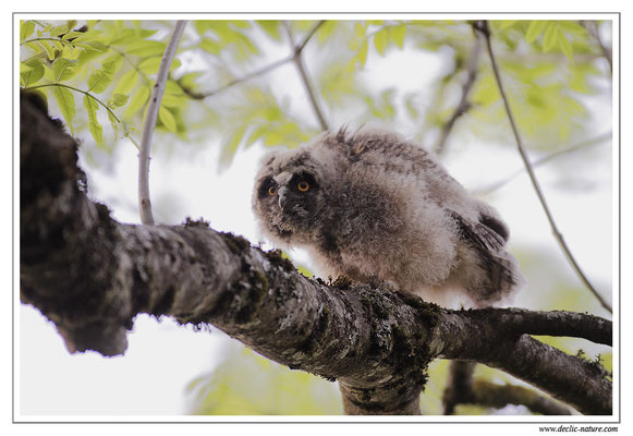 Photo 22 (Hibou moyen-duc - Asio otus - Long-eared Owl)