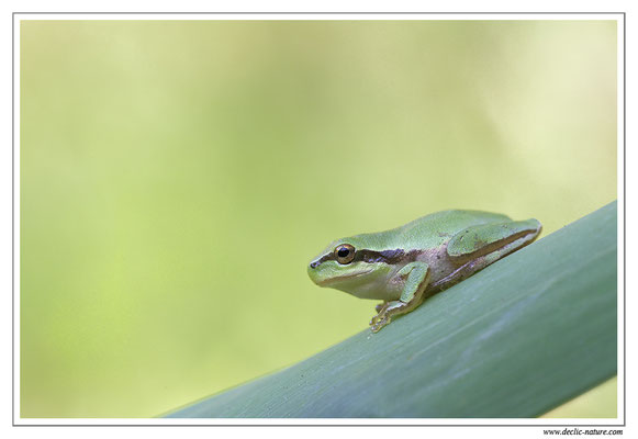 Rainette méridionale - Hyla meridionalis (Sud de la France)