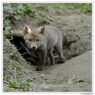 Photo Renard_16 (Renard roux -Vulpes vulpes - Red Fox)