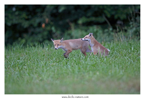 Photo Renard_148 (Renard roux -Vulpes vulpes - Red Fox)