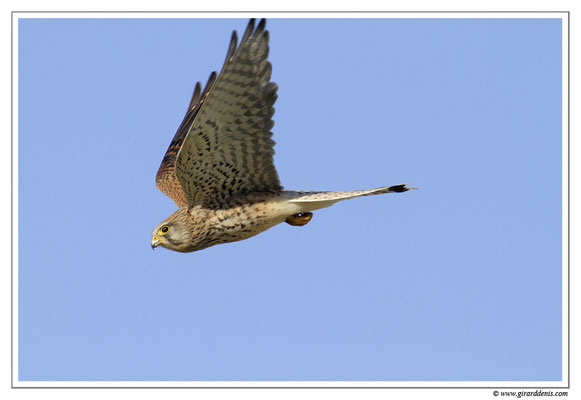 Photo 14 (Faucon crécerelle - Falco tinnunculus - Common Kestrel)