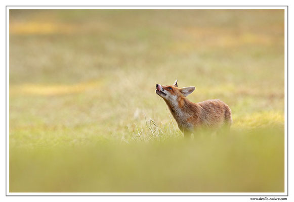 Photo Renard_102 (Renard roux -Vulpes vulpes - Red Fox)