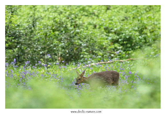 Photo Chevreuil_128 (Chevreuil - Capreolus capreolus - Roe Deer)