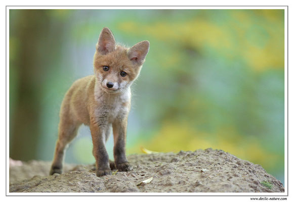 Photo Renard_91 (Renard roux -Vulpes vulpes - Red Fox)