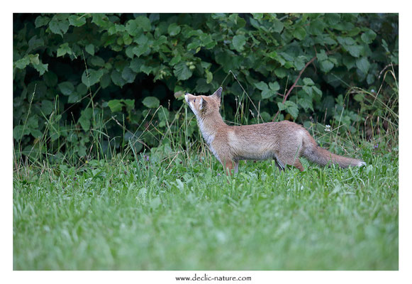 Photo Renard_146 (Renard roux -Vulpes vulpes - Red Fox)