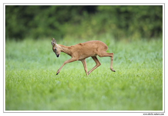 Photo Chevreuil_71 (Chevreuil - Capreolus capreolus - Roe Deer)