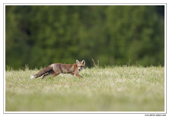 Photo Renard_75 (Renard roux -Vulpes vulpes - Red Fox)