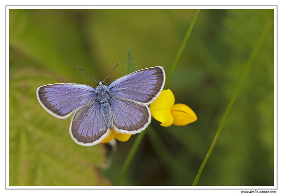 Petit argus - Plebejus argus (14)