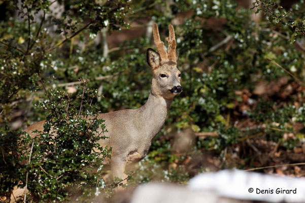 Photo Chevreuil_42 (Chevreuil - Capreolus capreolus - Roe Deer)