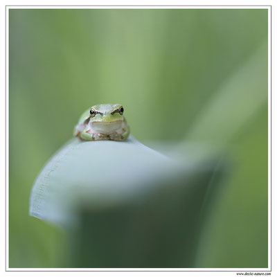 Rainette méridionale - Hyla meridionalis (Sud de la France)