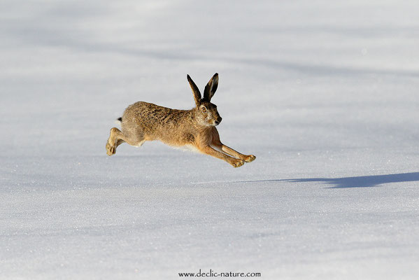 Lièvres - Lepus europaeus - Brown Hare (21)