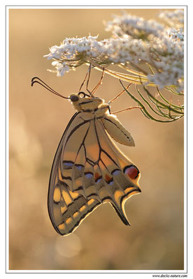 Machaon - Papilio machaon dans le Sud de la France - carotte sauvage (14)