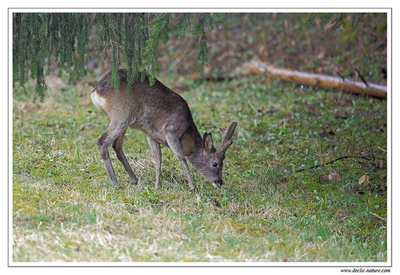 Photo Chevreuil_111 (Chevreuil - Capreolus capreolus - Roe Deer)