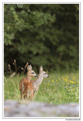 Photo Chevreuil_77 (Chevreuil - Capreolus capreolus - Roe Deer)