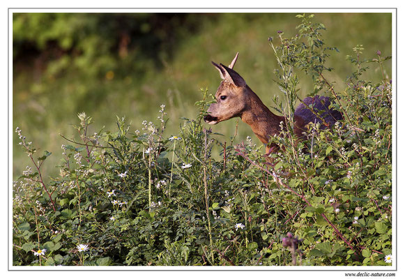 Photo Chevreuil_54 (Chevreuil - Capreolus capreolus - Roe Deer)