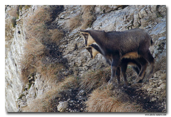 Photo Chamois_17 (Chamois - Rupicapra rupicapra )