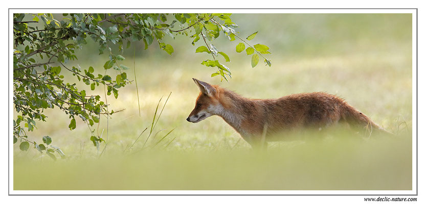 Photo Renard_101 (Renard roux -Vulpes vulpes - Red Fox)