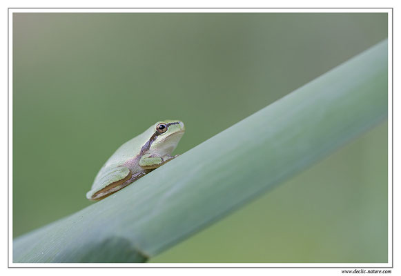 Rainette méridionale - Hyla meridionalis (Sud de la France)