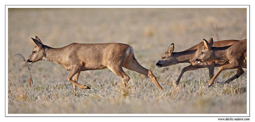 Photo Chevreuil_106 (Chevreuil - Capreolus capreolus - Roe Deer)