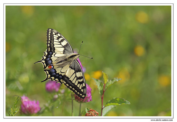 Machaon - Papilio machaon (8)