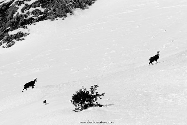 Photo Chamois_34 (Chamois - Rupicapra rupicapra )