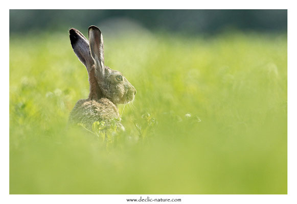 Lièvres - Lepus europaeus - Brown Hare (41)