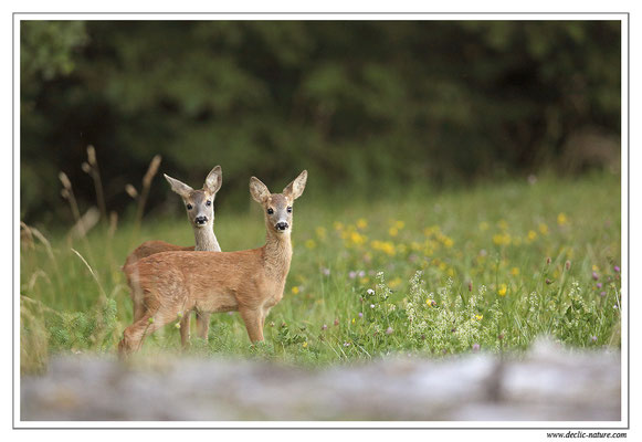 Photo Chevreuil_78 (Chevreuil - Capreolus capreolus - Roe Deer)