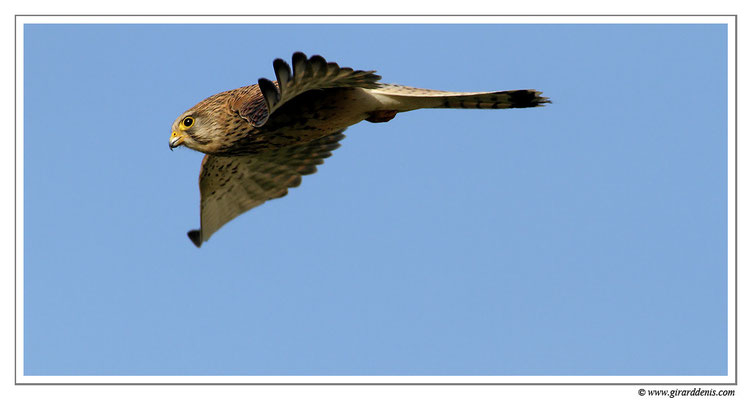 Photo 13 (Faucon crécerelle - Falco tinnunculus - Common Kestrel)