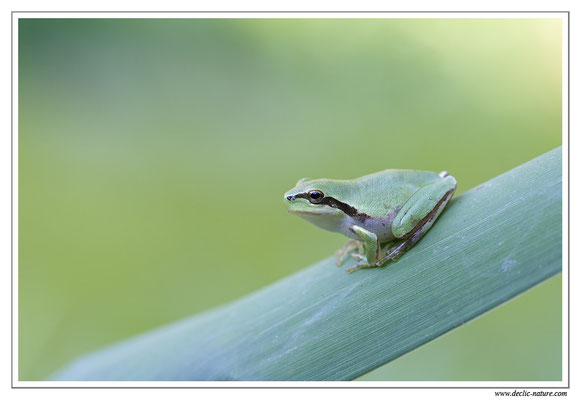 Rainette méridionale - Hyla meridionalis (Sud de la France)