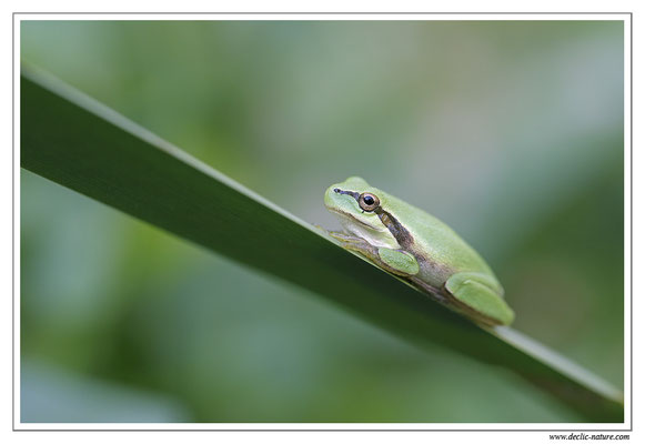 Rainette méridionale - Hyla meridionalis (Sud de la France)