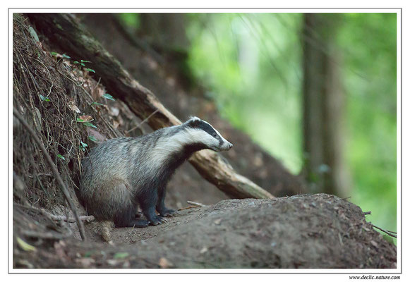 Photo_Blaireau_10 (Blaireaux - Meles meles - Eurasian Badger)